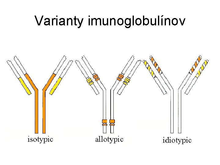 Varianty imunoglobulínov 