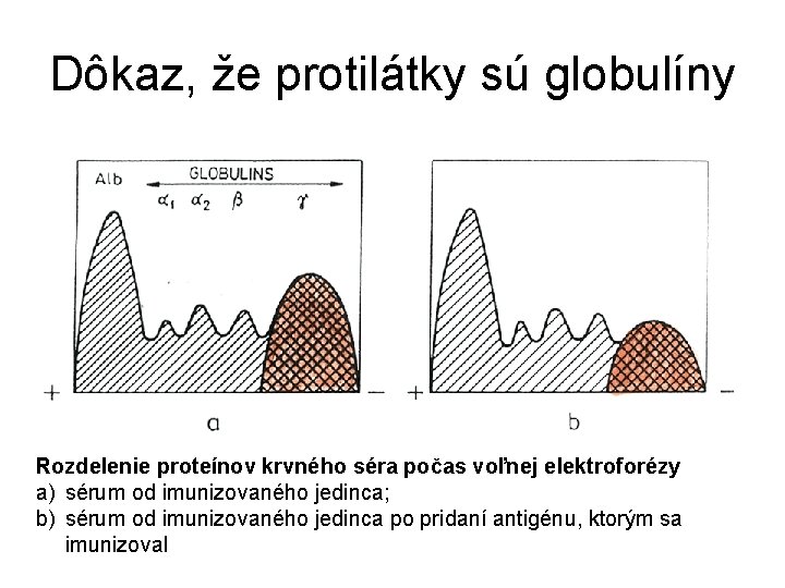 Dôkaz, že protilátky sú globulíny Rozdelenie proteínov krvného séra počas voľnej elektroforézy a) sérum