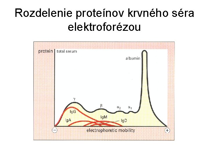 Rozdelenie proteínov krvného séra elektroforézou 