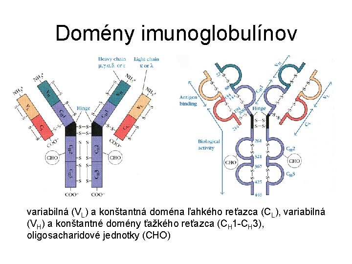 Domény imunoglobulínov variabilná (VL) a konštantná doména ľahkého reťazca (CL), variabilná (VH) a konštantné