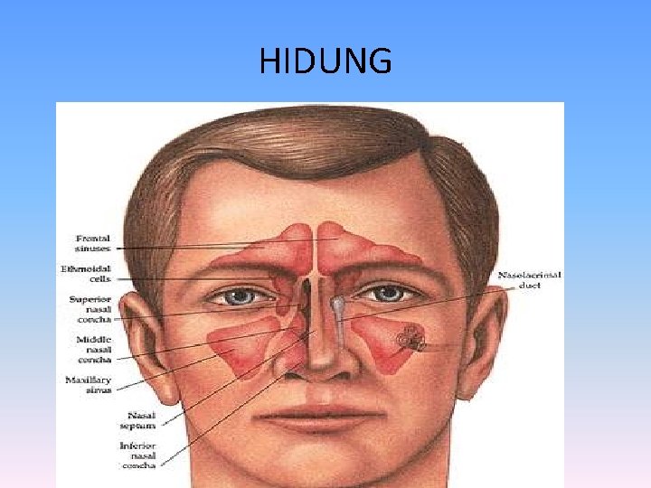 HIDUNG 