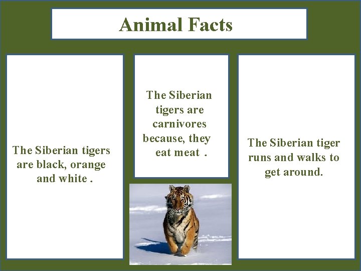 Animal Facts The Siberian tigers are black, orange and white. The Siberian tigers are