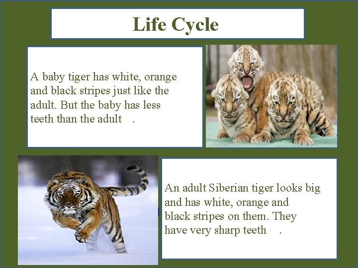 Life Cycle A baby tiger has white, orange and black stripes just like the