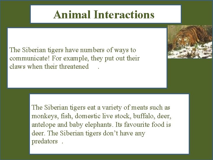 Animal Interactions The Siberian tigers have numbers of ways to communicate! For example, they