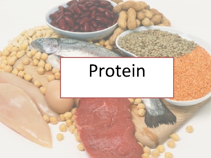 Protein 