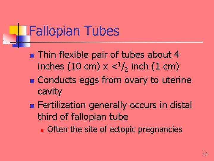 Fallopian Tubes n n n Thin flexible pair of tubes about 4 inches (10