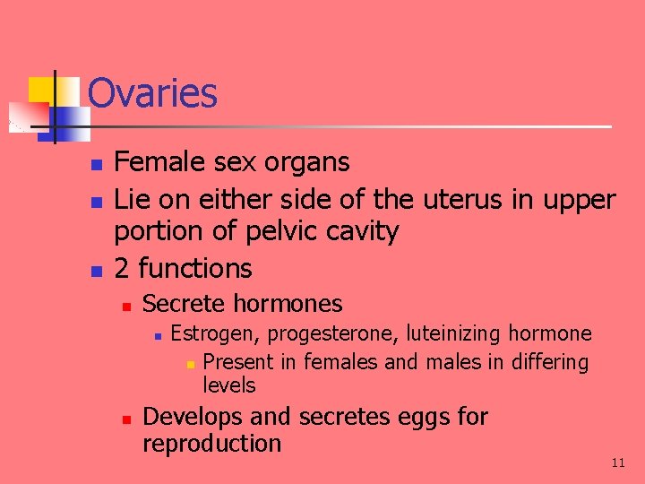 Ovaries n n n Female sex organs Lie on either side of the uterus