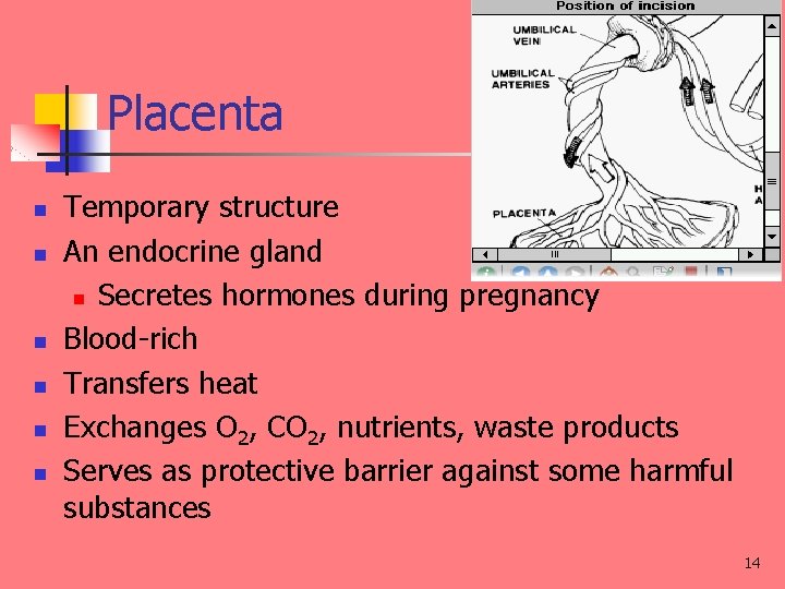 Placenta n n n Temporary structure An endocrine gland n Secretes hormones during pregnancy