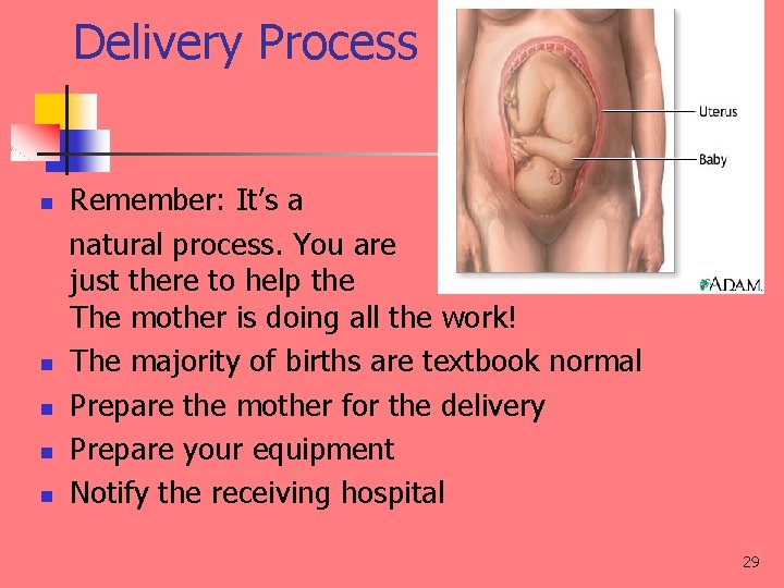 Delivery Process n n n Remember: It’s a natural process. You are just there