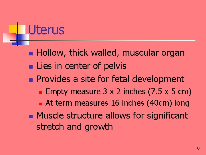 Uterus n n n Hollow, thick walled, muscular organ Lies in center of pelvis