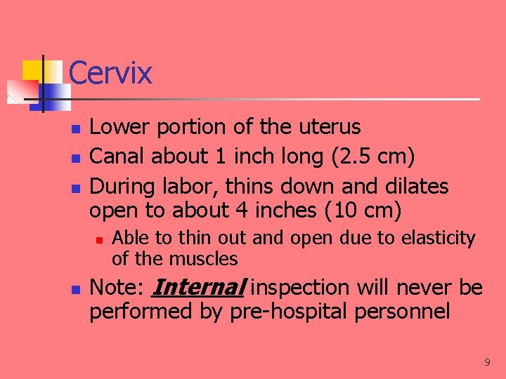 Cervix n n n Lower portion of the uterus Canal about 1 inch long