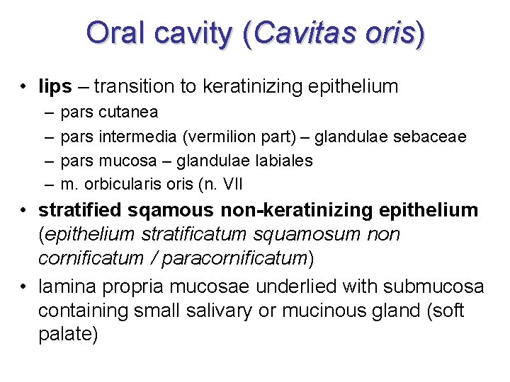 Oral cavity (Cavitas oris) • lips – transition to keratinizing epithelium – – pars