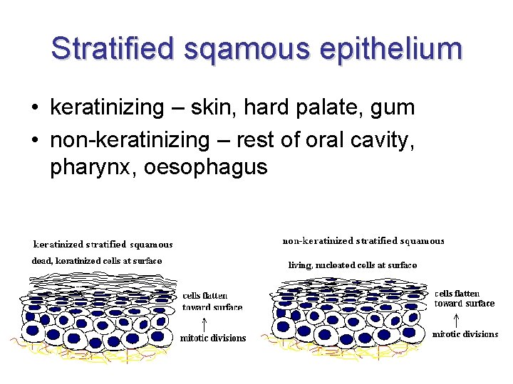 Stratified sqamous epithelium • keratinizing – skin, hard palate, gum • non-keratinizing – rest