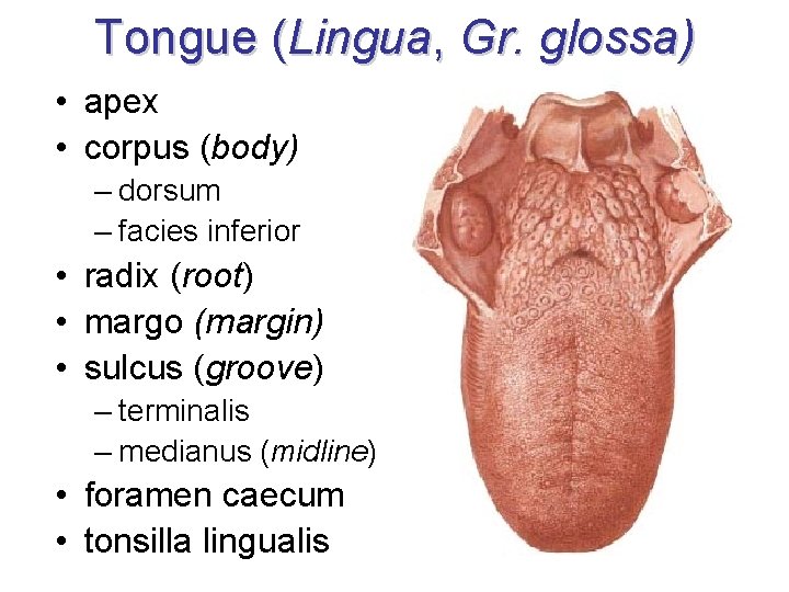 Tongue (Lingua, Gr. glossa) • apex • corpus (body) – dorsum – facies inferior