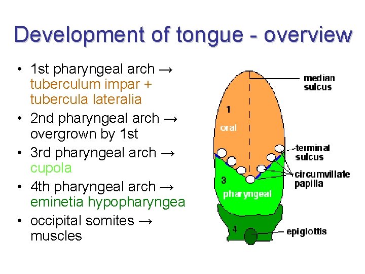 Development of tongue - overview • 1 st pharyngeal arch → tuberculum impar +