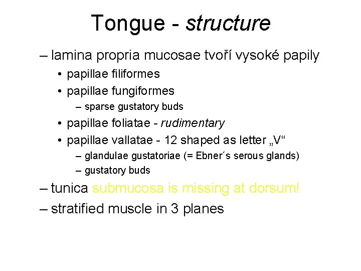 Tongue - structure – lamina propria mucosae tvoří vysoké papily • papillae filiformes •