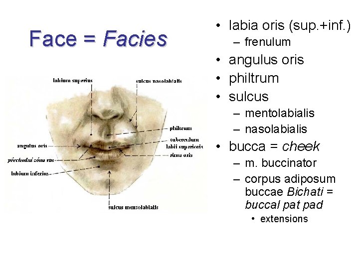 Face = Facies • labia oris (sup. +inf. ) – frenulum • angulus oris