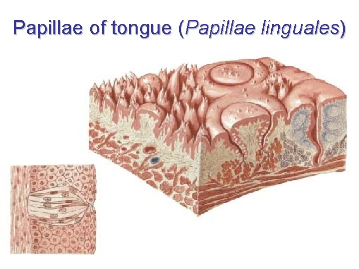 Papillae of tongue (Papillae linguales) 