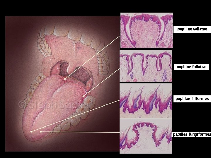 papillae vallatae papillae foliatae papillae filiformes papillae fungiformes 