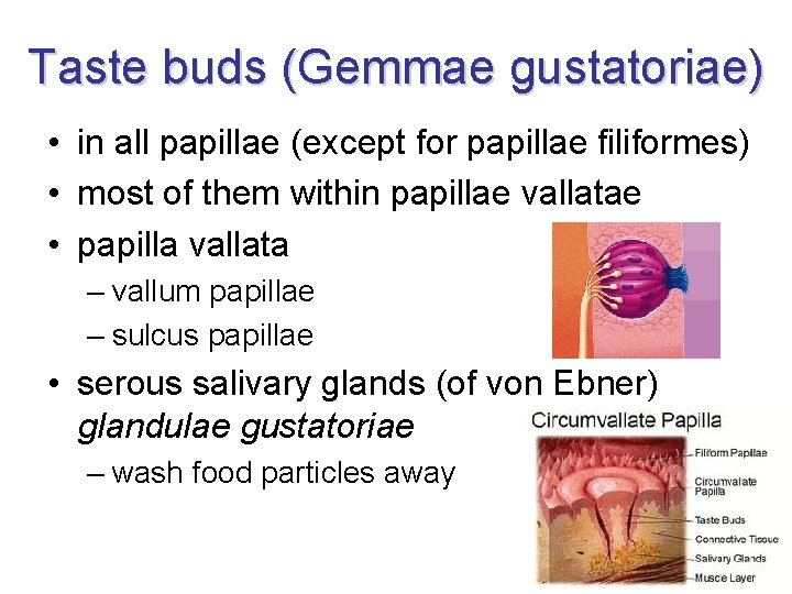 Taste buds (Gemmae gustatoriae) • in all papillae (except for papillae filiformes) • most