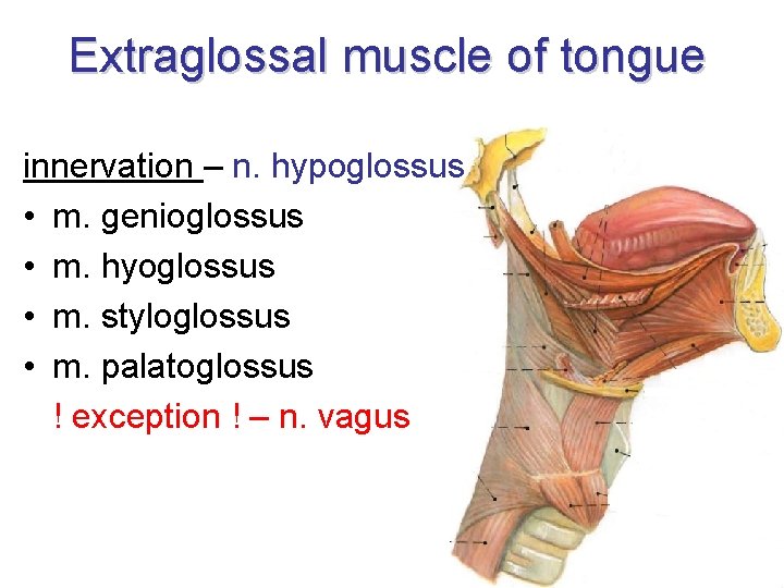 Extraglossal muscle of tongue innervation – n. hypoglossus • m. genioglossus • m. hyoglossus