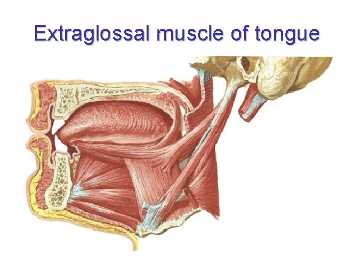 Extraglossal muscle of tongue 