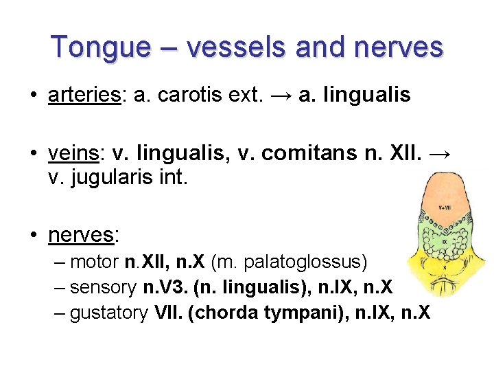 Tongue – vessels and nerves • arteries: a. carotis ext. → a. lingualis •