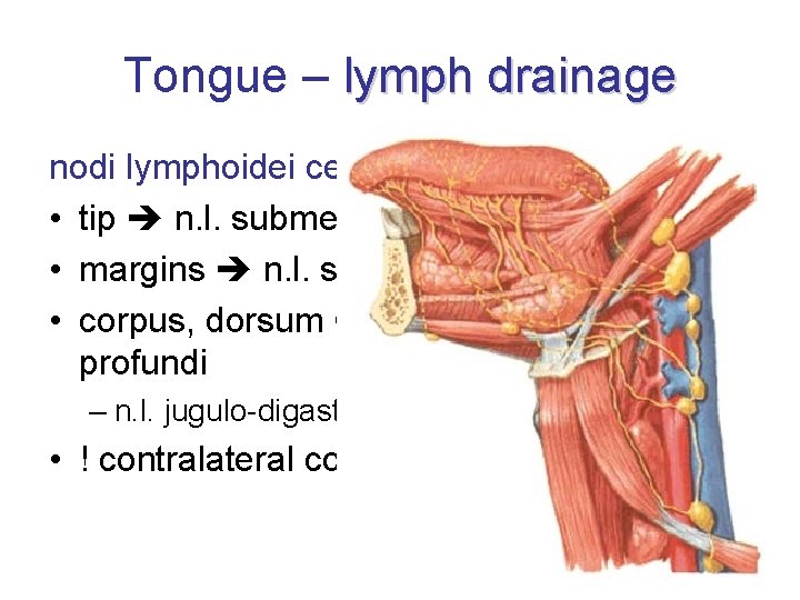 Tongue – lymph drainage nodi lymphoidei cervicales profundi • tip n. l. submentales •