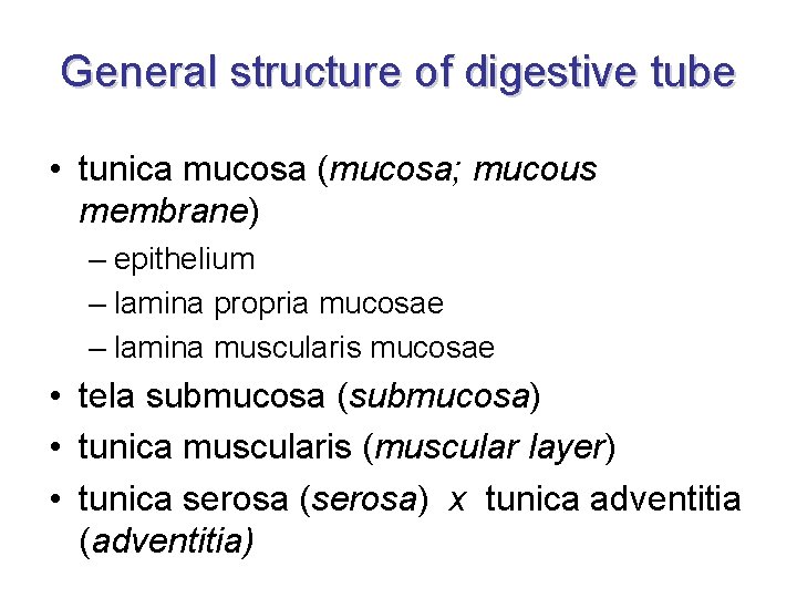 General structure of digestive tube • tunica mucosa (mucosa; mucous membrane) – epithelium –