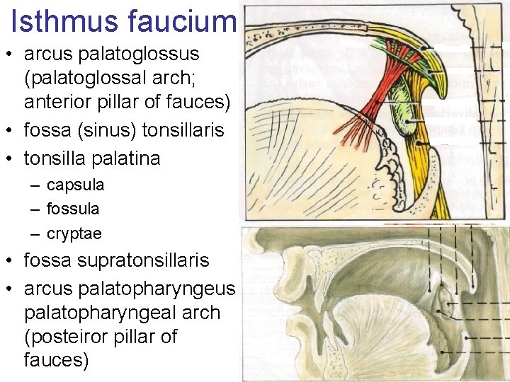 Isthmus faucium • arcus palatoglossus (palatoglossal arch; anterior pillar of fauces) • fossa (sinus)