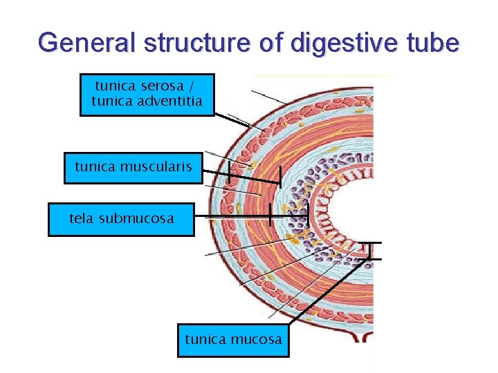 General structure of digestive tube tunica serosa / tunica adventitia tunica muscularis tela submucosa