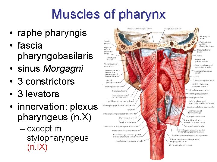 Muscles of pharynx • raphe pharyngis • fascia pharyngobasilaris • sinus Morgagni • 3