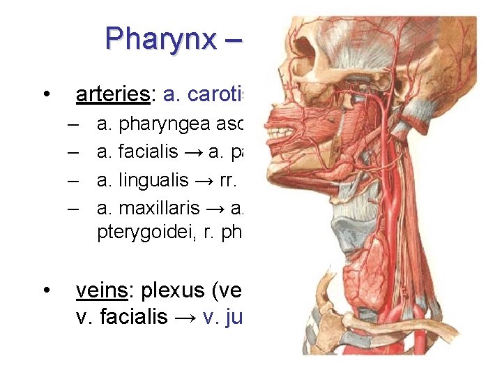 Pharynx – blood supply • arteries: a. carotis externa → – – • a.