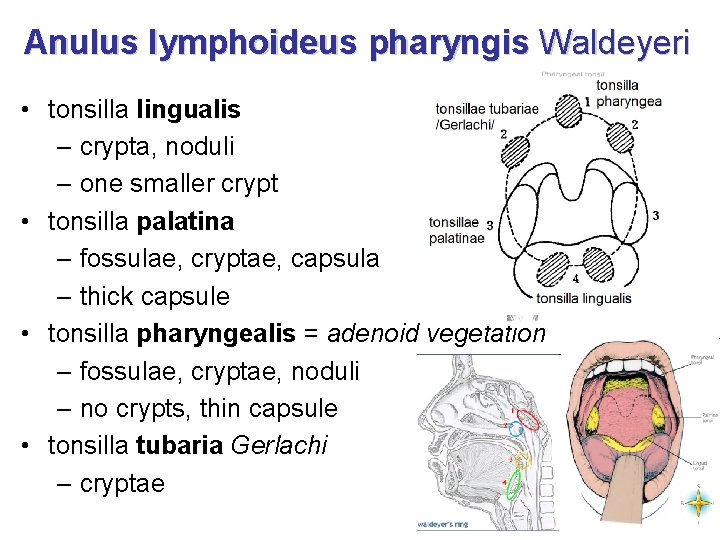 Anulus lymphoideus pharyngis Waldeyeri • tonsilla lingualis – crypta, noduli – one smaller crypt