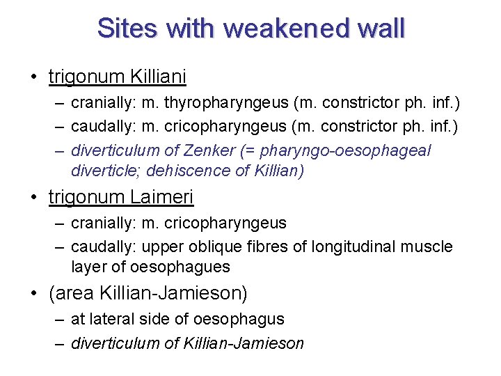 Sites with weakened wall • trigonum Killiani – cranially: m. thyropharyngeus (m. constrictor ph.