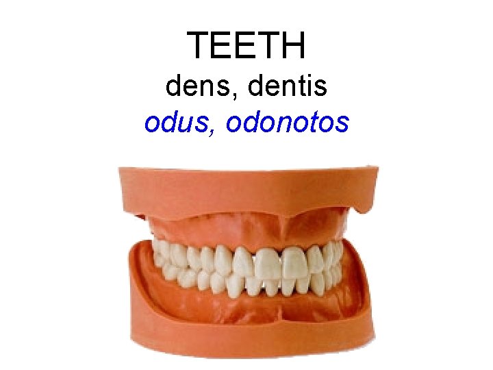 TEETH dens, dentis odus, odonotos 