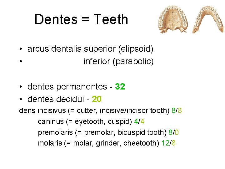 Dentes = Teeth • arcus dentalis superior (elipsoid) • inferior (parabolic) • dentes permanentes