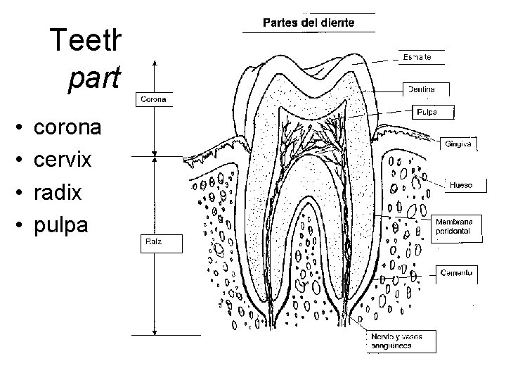 Teeth – parts • • corona cervix radix pulpa 