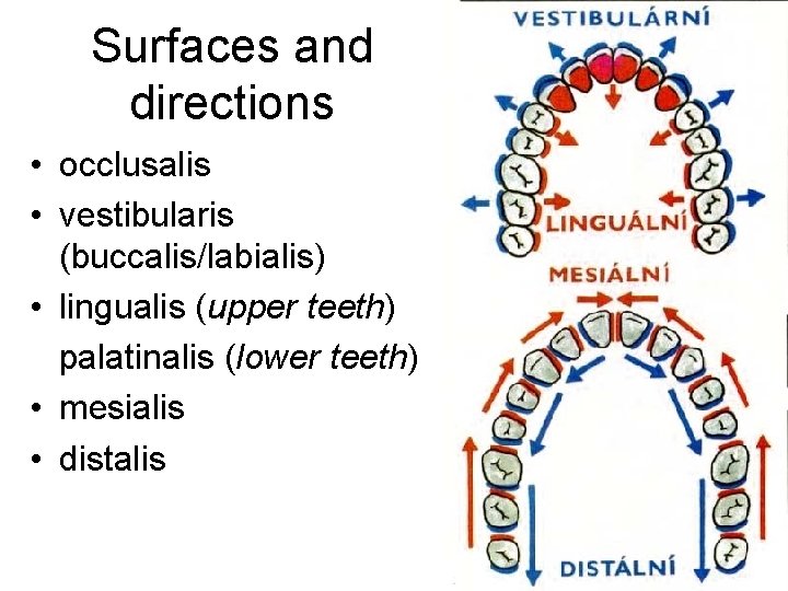 Surfaces and directions • occlusalis • vestibularis (buccalis/labialis) • lingualis (upper teeth) palatinalis (lower