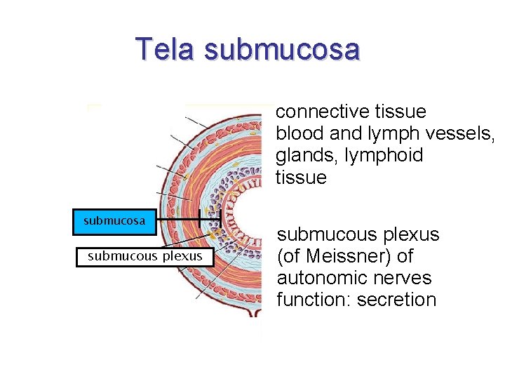 Tela submucosa connective tissue blood and lymph vessels, glands, lymphoid tissue submucosa submucous plexus