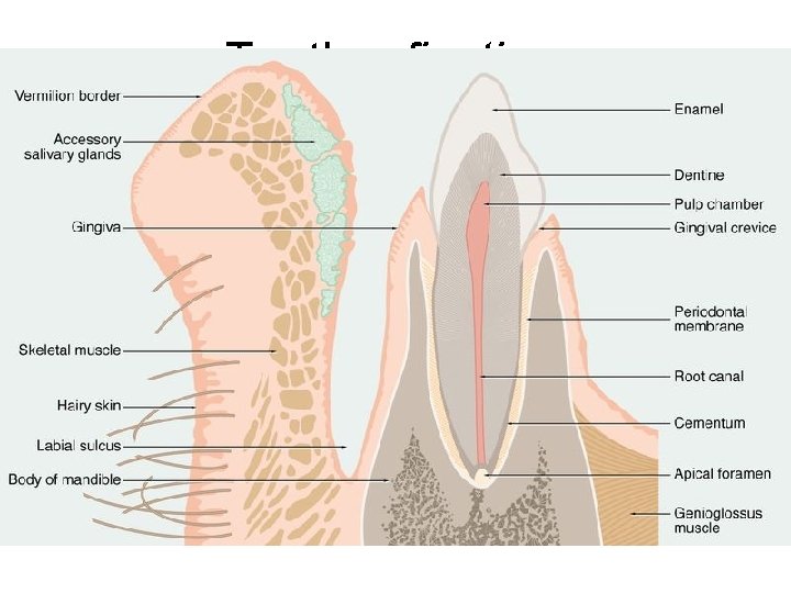 Teeth – fixation • gomphosis = dentoalveolar juncture • situated in the bonyalveolus dentalis