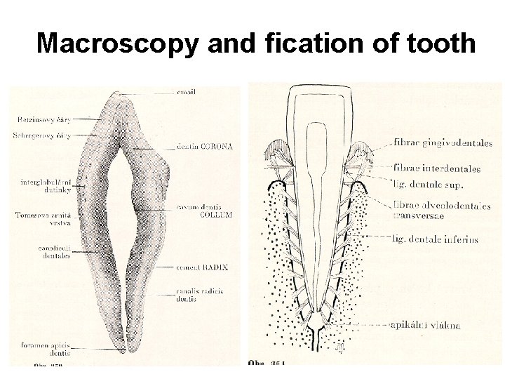 Macroscopy and fication of tooth 