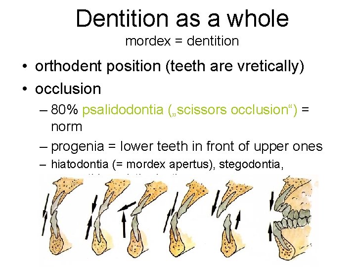 Dentition as a whole mordex = dentition • orthodent position (teeth are vretically) •