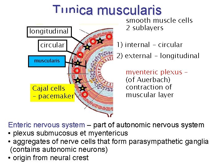 Tunica muscularis longitudinal circular muscularis Cajal cells - pacemaker smooth muscle cells 2 sublayers