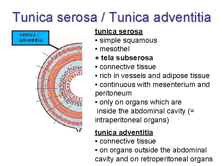 Tunica serosa / Tunica adventitia serosa / adventitia tunica serosa • simple squamous •