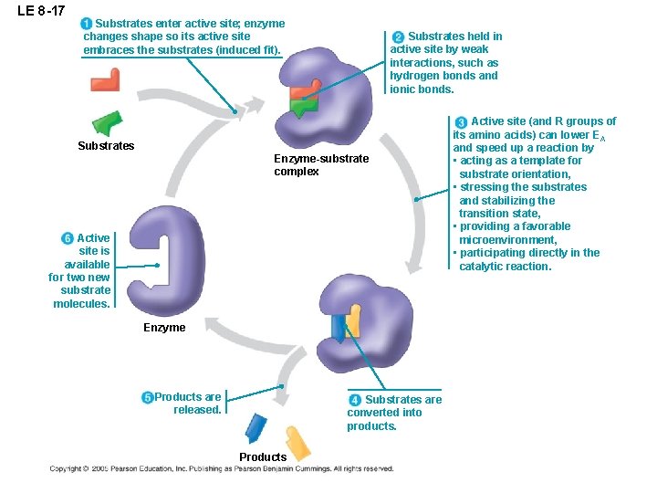 LE 8 -17 Substrates enter active site; enzyme changes shape so its active site