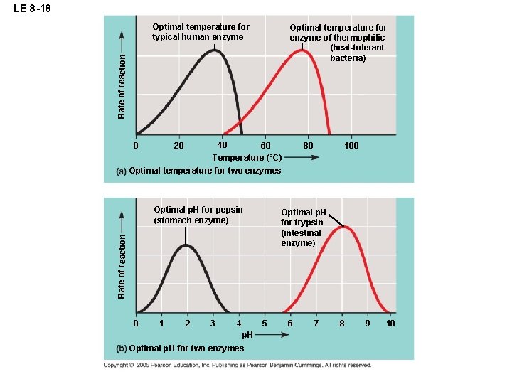 LE 8 -18 Optimal temperature for typical human enzyme Rate of reaction Optimal temperature