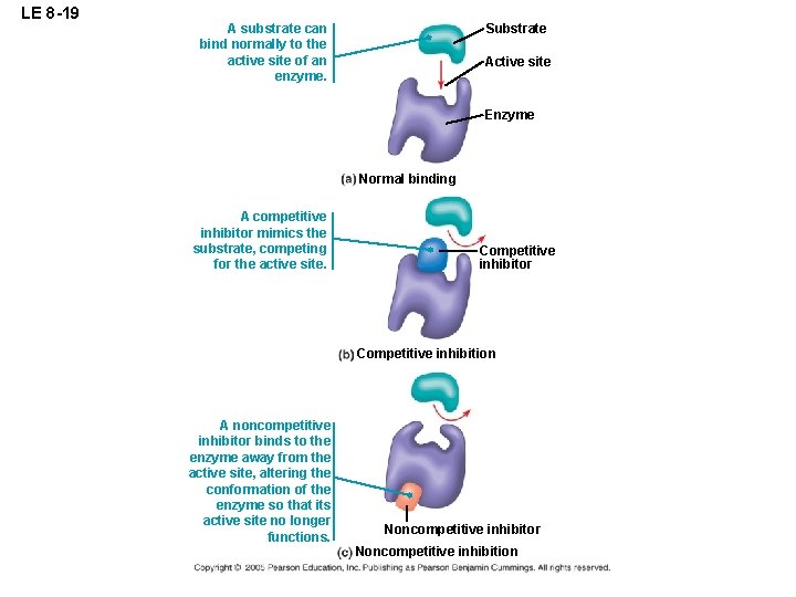 LE 8 -19 A substrate can bind normally to the active site of an