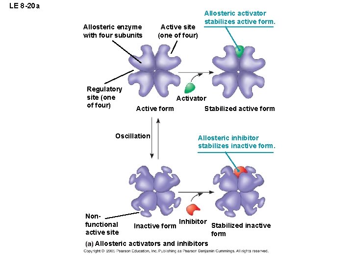 LE 8 -20 a Allosteric enzyme with four subunits Regulatory site (one of four)