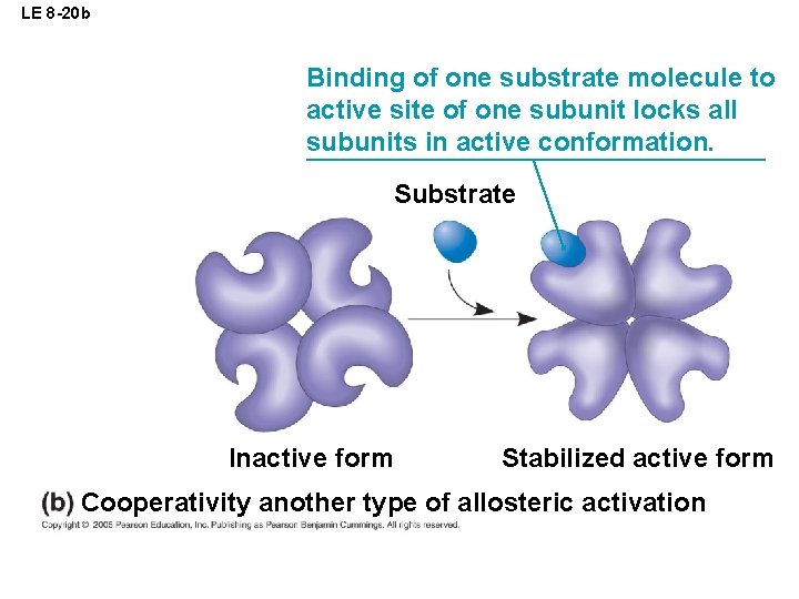 LE 8 -20 b Binding of one substrate molecule to active site of one